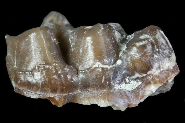 Oligocene Horse (Mesohippus) Tooth #73634